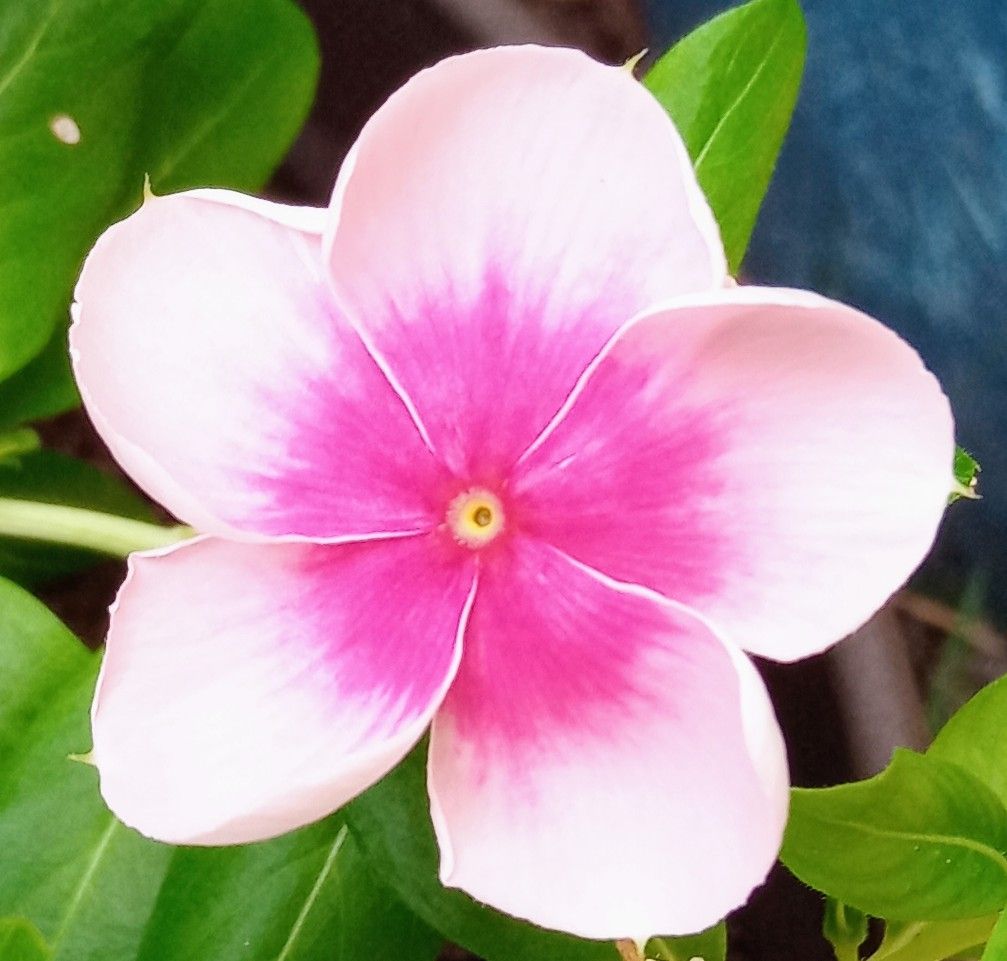 ビンカ ニルバーナカスケード ピンク 22年8月の花 のアルバム みんなの趣味の園芸