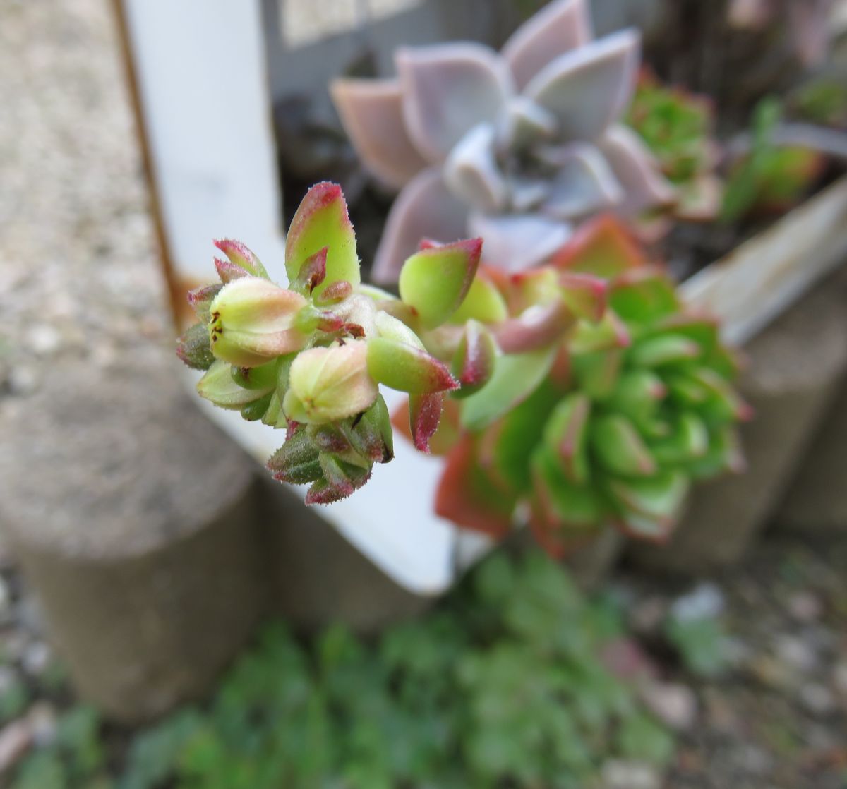 エケベリアにお花がつきました