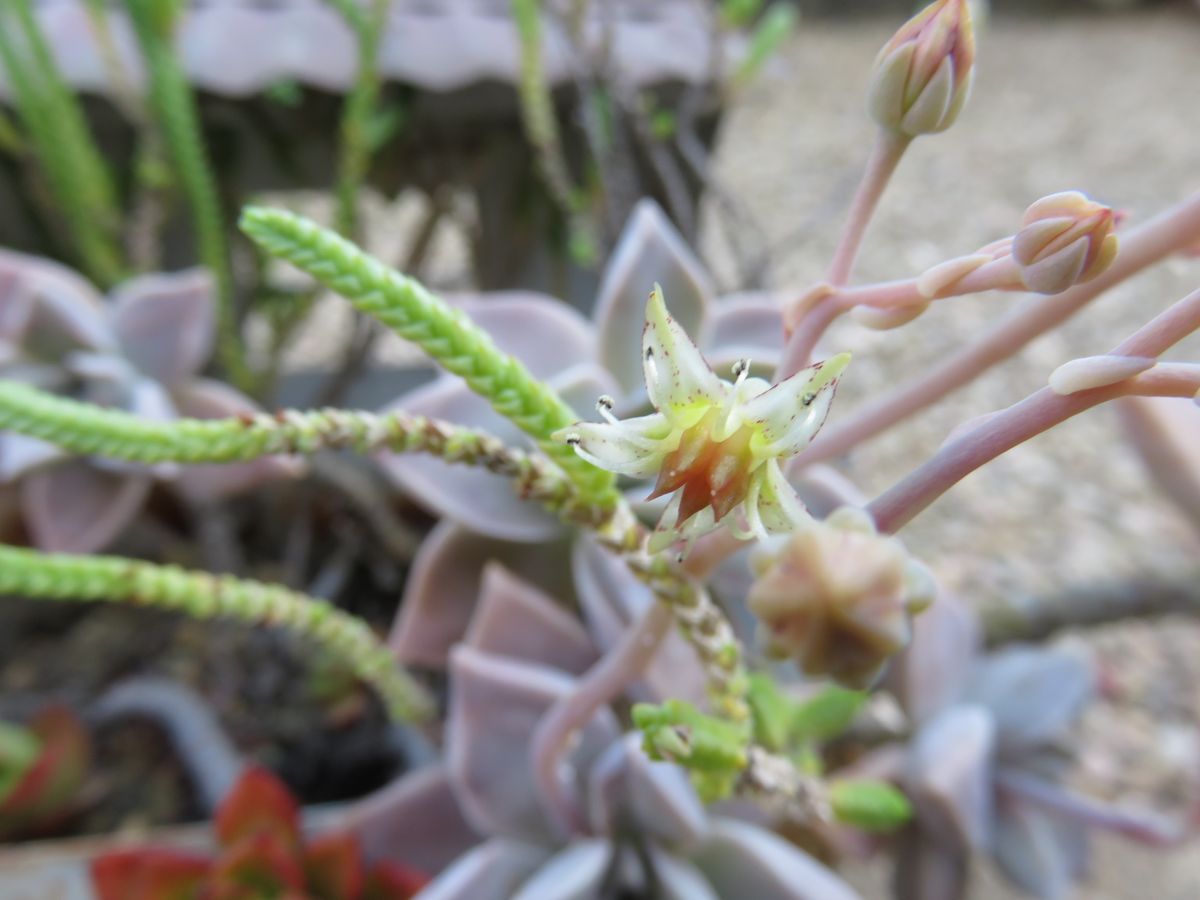 朧月にお花が咲きました