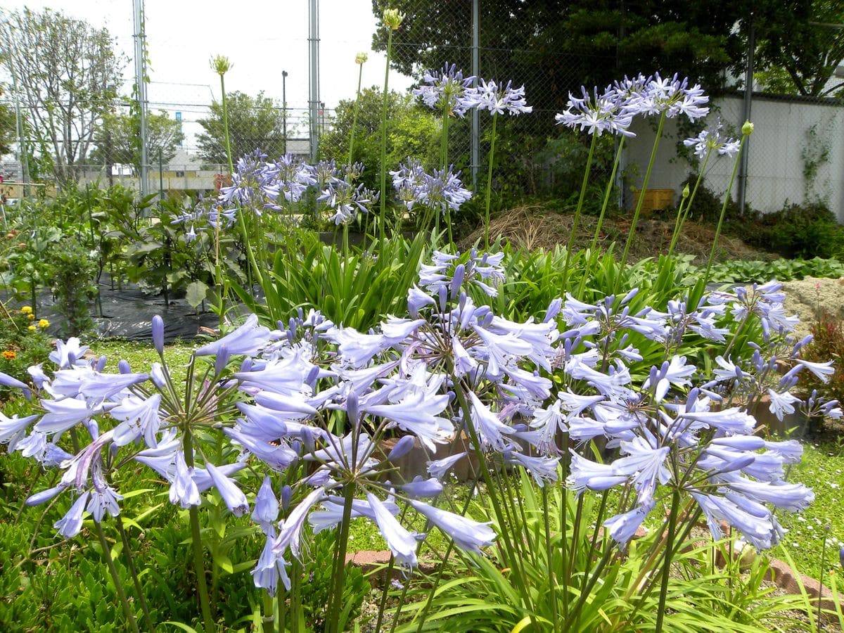 アガパンサス・・六月の花、紫陽花と並び私の季節感じる🌸 植えっぱなしの常緑・・ミニ