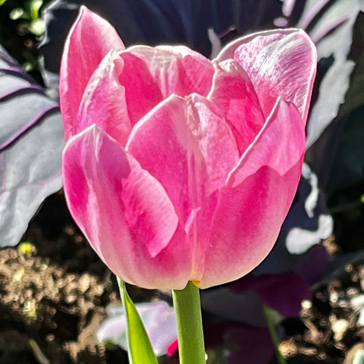 アイスチューリップ🌷  #Tulipa