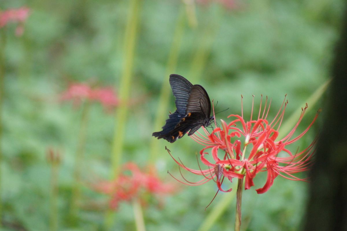 赤い彼岸花と黒アゲハチョウです 赤と 花と虫たち のアルバム みんなの趣味の園芸