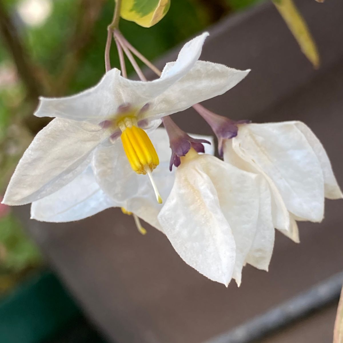 斑入ツルハナナス Solanumjasminoides 庭に咲く花season17 のアルバム みんなの趣味の園芸