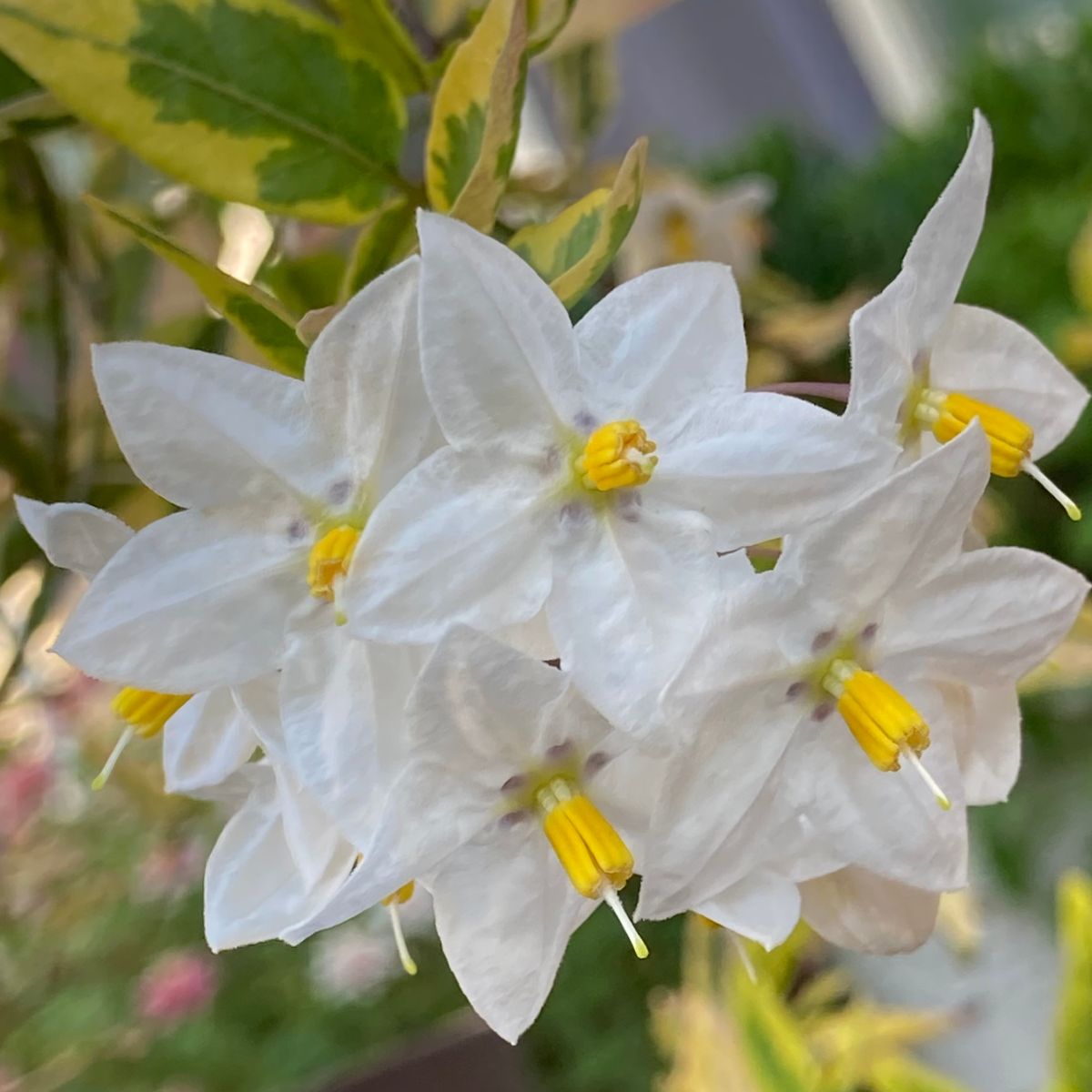 斑入ツルハナナス Solanumjasminoides 庭に咲く花season17 のアルバム みんなの趣味の園芸