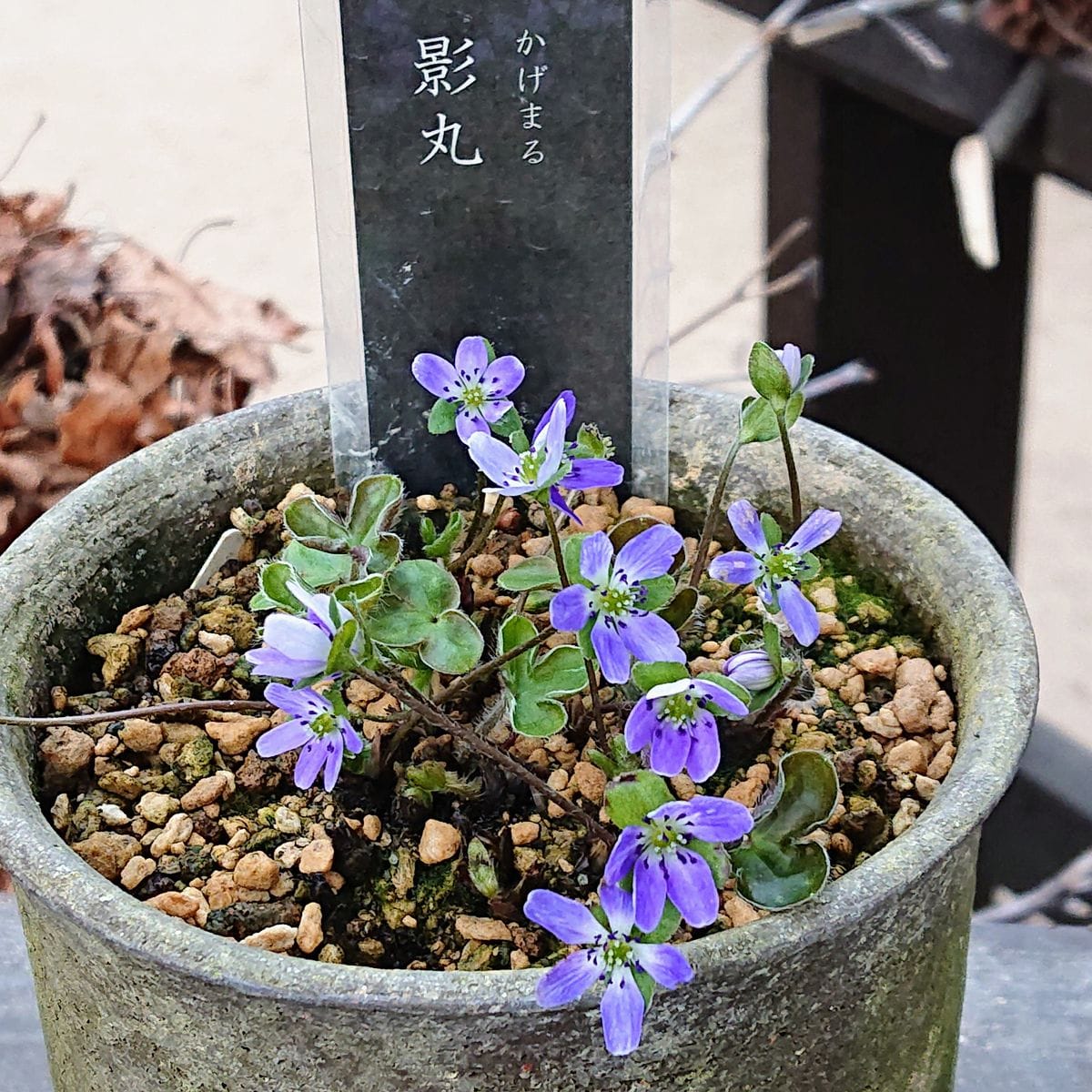 雪割草の写真 by 黒猫さん 百合が原公園『福寿草と雪割草展』