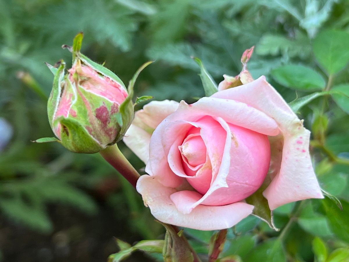 今朝咲いていたミニバラ🌹パティオローズ？です😊  東側花壇に地植えしてますが、やはり