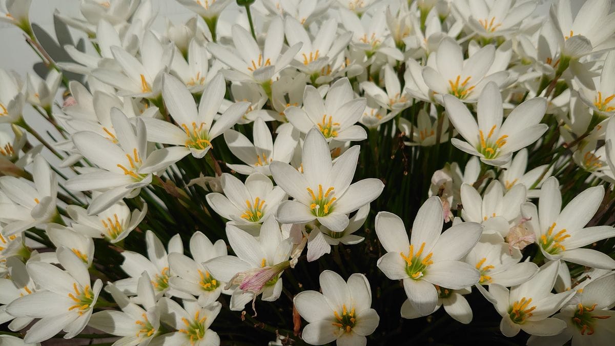 タマスダレ 玉簾 ヒガンバナの仲間 散歩中に出会えた花 のアルバム みんなの趣味の園芸