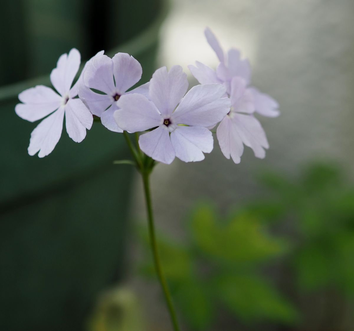  ４月２５日、水彩（すいさい）   私が愛してやまない水彩。  花の形は、桜弁で、すっ