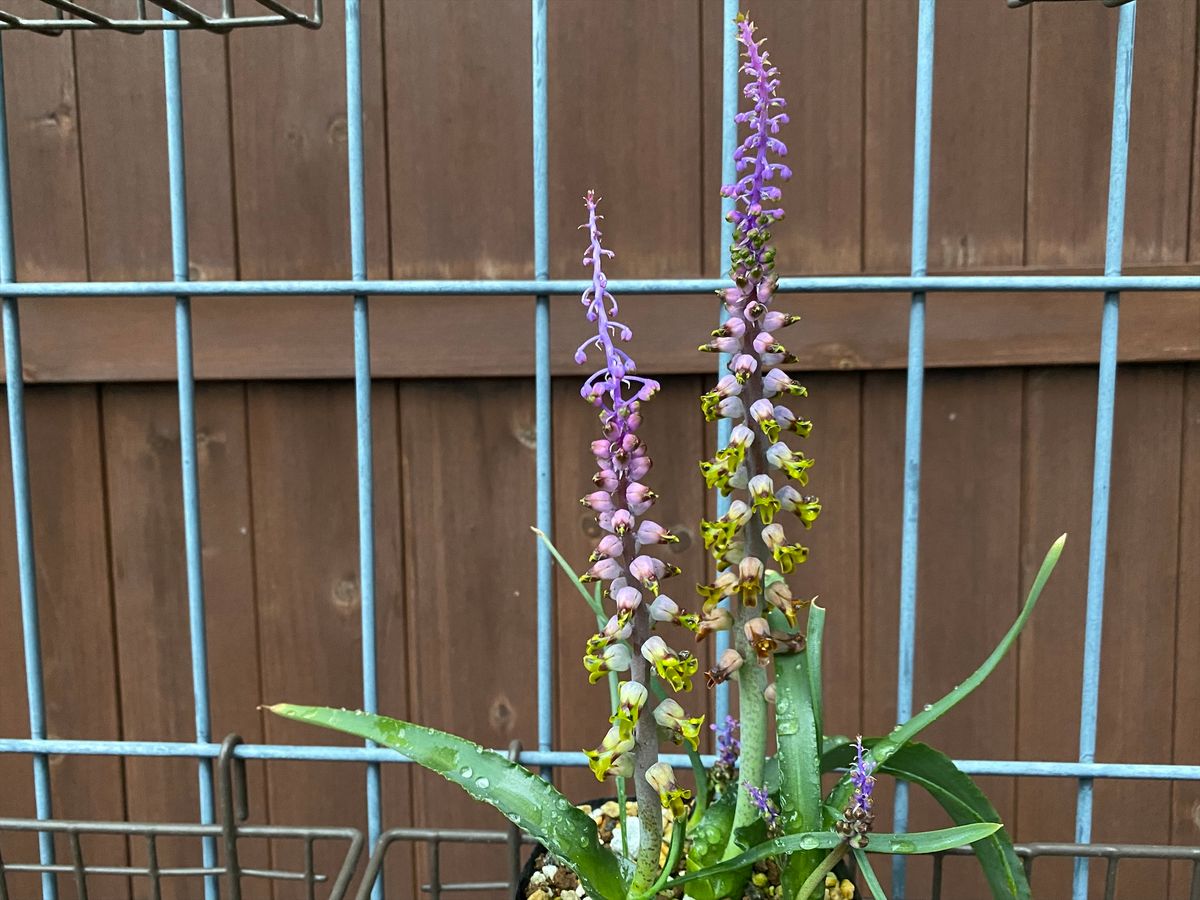 ラケナリア ムタビリス 最初に咲き始めた下の花は褪色してきましたが 上へ上へと咲き