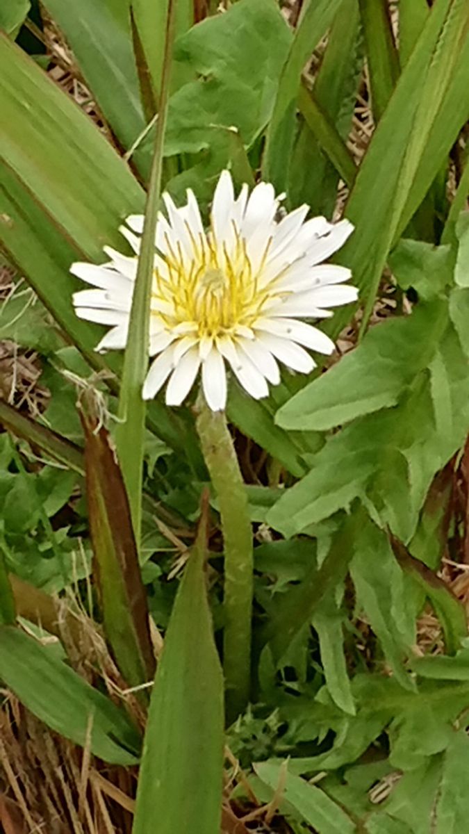 シロバナタンポポ 春のお花と言えば 季節の野草 のアルバム みんなの趣味の園芸