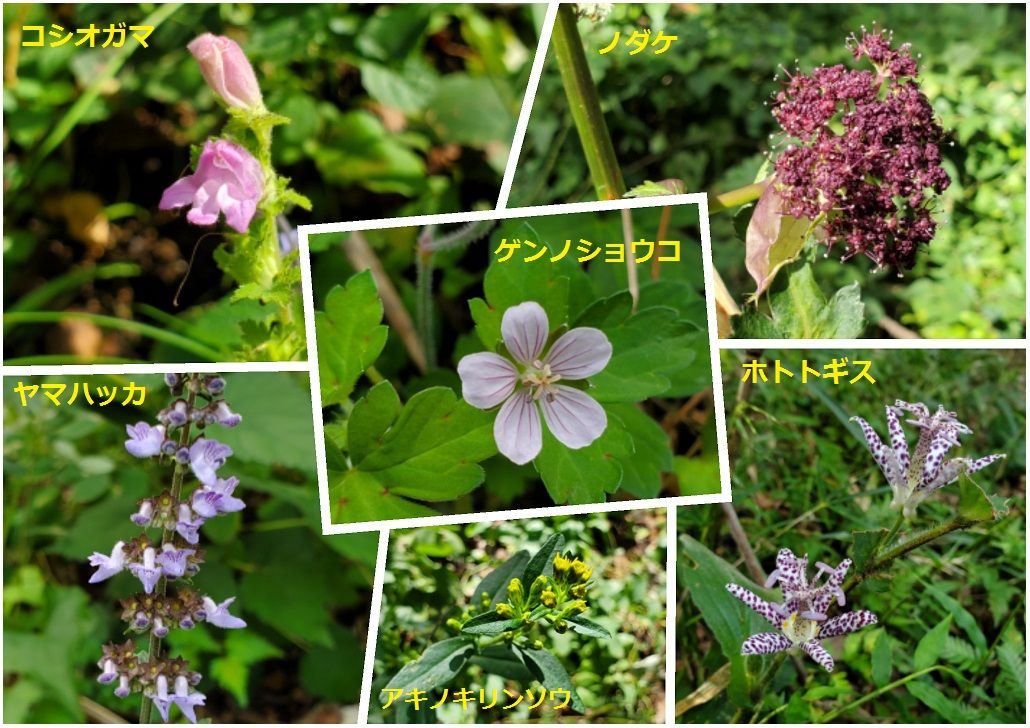 アキノキリンソウの写真 by shonan 珍しい花は無かったので 今日咲いていた花を一部だ