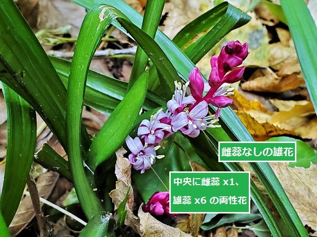 キジカクシ科 キチジョウソウ 花が上 Shonanさんの山歩き722 10月 のアルバム みんなの趣味の園芸
