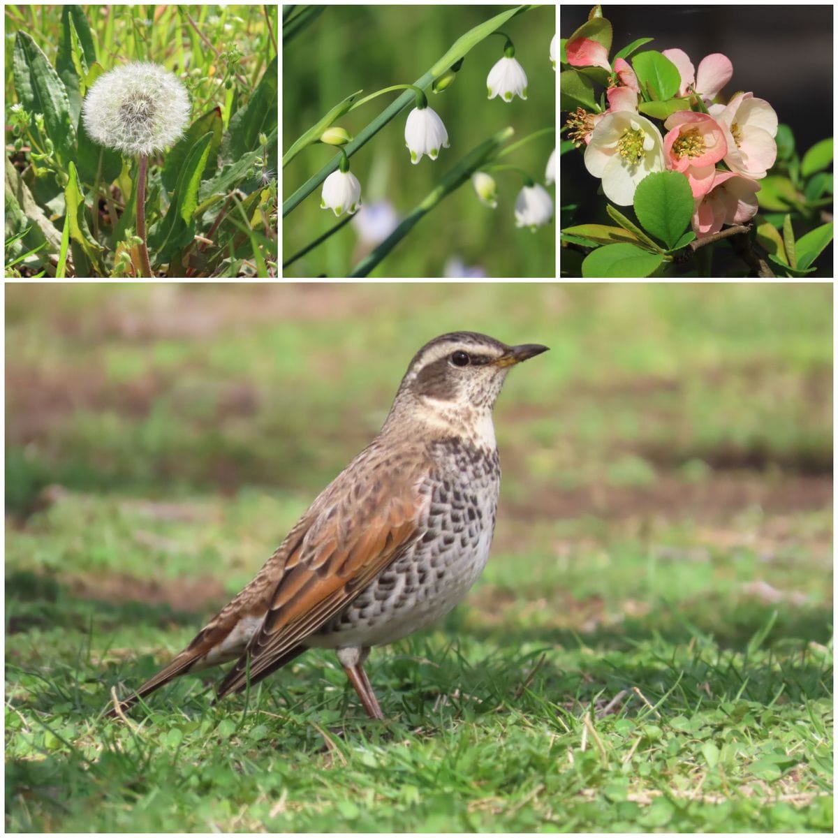 せっかく春がきたのに 週末は雨でしたぁ つぐみ🐦もうそろそろ お別れです❗