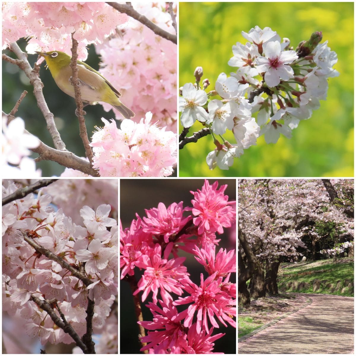 お日様のご機嫌いい日に☀️ 🌸桜散策👣楽しみましたよ😃 花びら揺れて風の色もピンクに 染