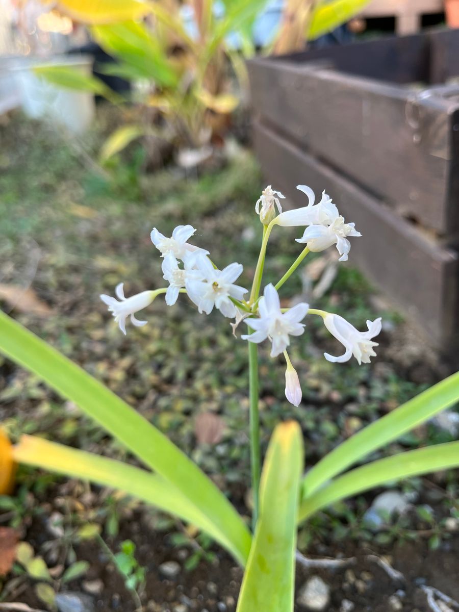 ツルバギアの写真 by 粒子 今年植えて花が咲かなかったツルバキアが、晩秋になって開