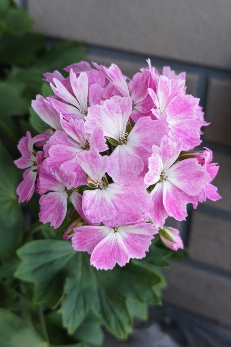 ゼラニューム  花色が 夏よりも 少し 白っぽくなりましたが、元気に咲いています🎶