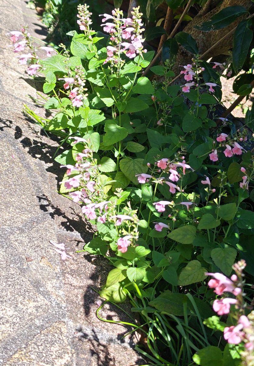サルビア（一年性）の写真 by クチナシ サルビア コクシネア  溢れ種から 良く咲いて