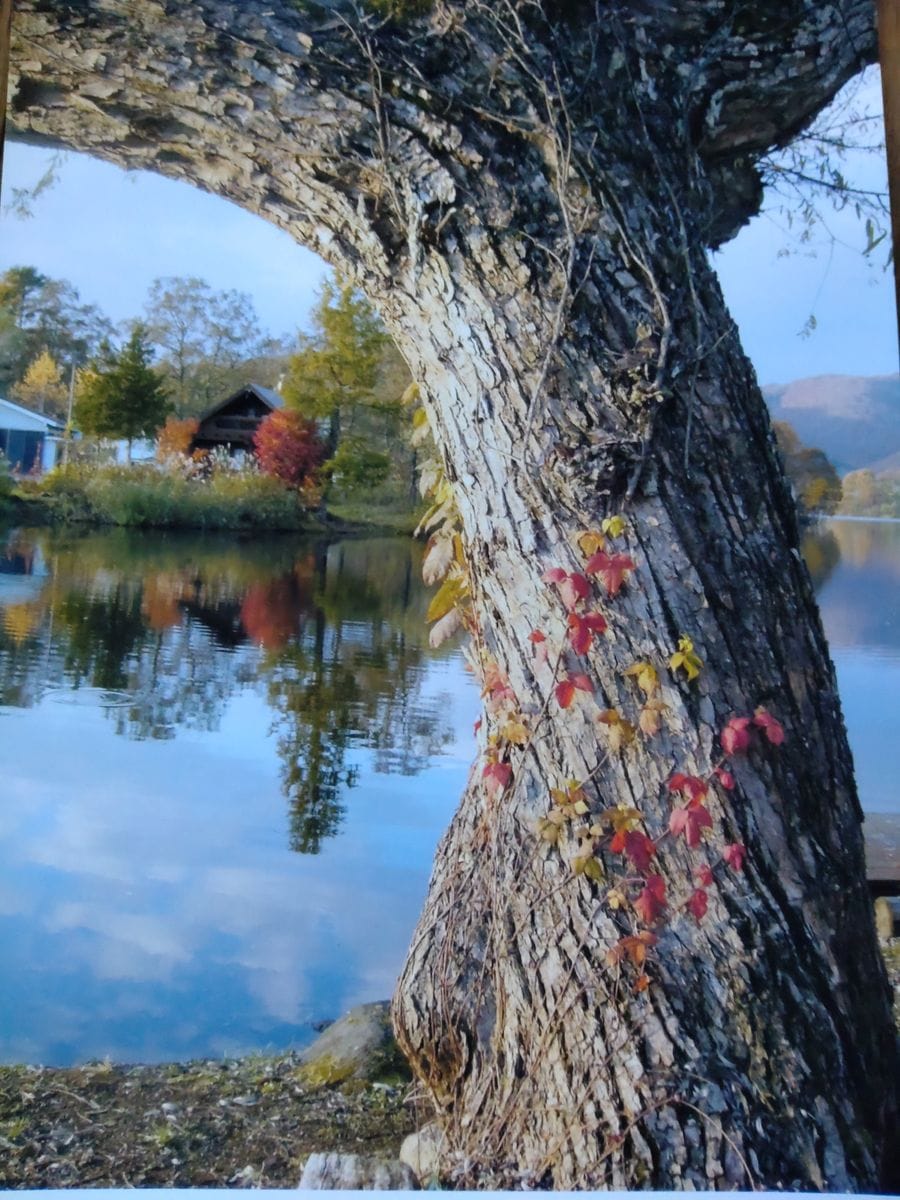 裏磐梯(福島県)の秋🍁