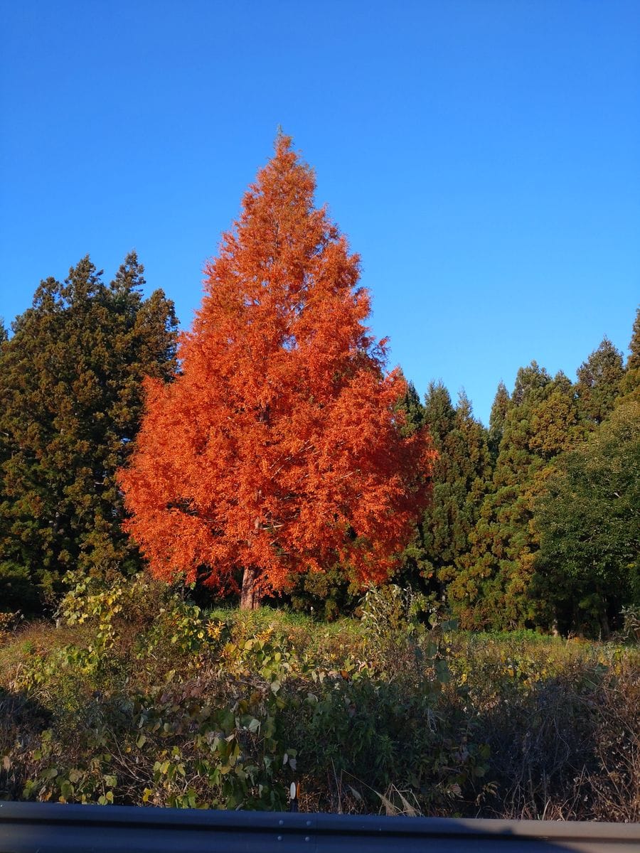 今年はきれいに紅葉しました🍁 木の種類は…わかりません😅