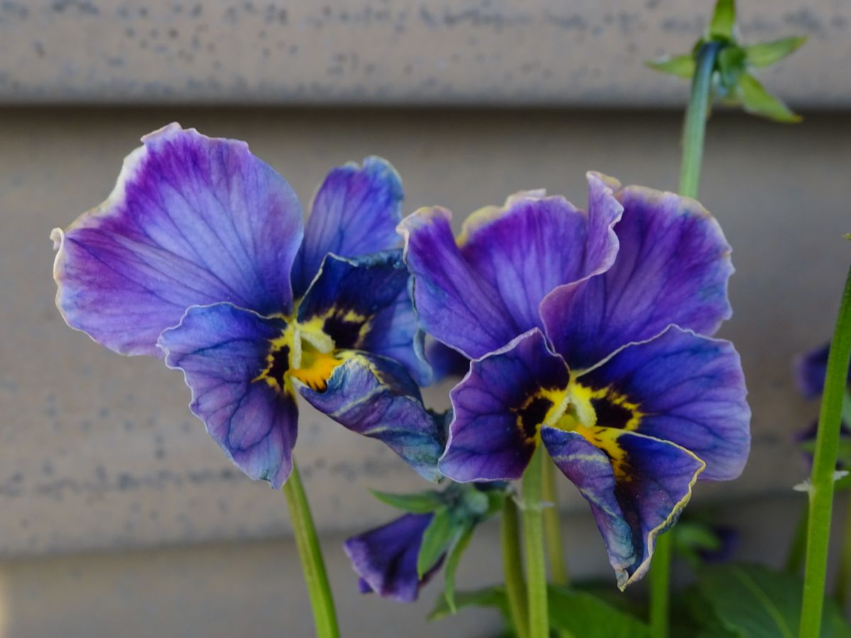 ビオラ ヌーヴェルヴァーグ ラピスラズリ. 花の色合いに一目ぼれ( *´艸｀) 頑張って入