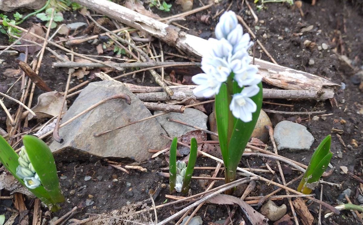 3月24日、庭のプスキニア達。 芽🌱がひとつ多い？