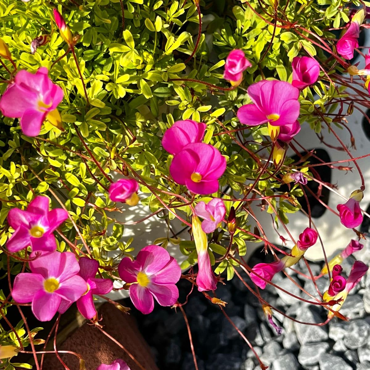 オキザリス 桃の輝き Oxalis 039 Momo N 庭に咲く花season19 のアルバム みんなの趣味の園芸141