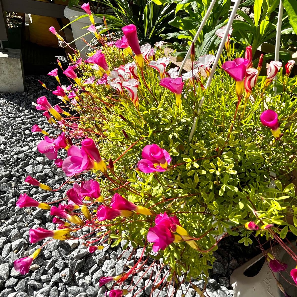 オキザリス 桃の輝き Oxalis 039 Momo N 庭に咲く花season19 のアルバム みんなの趣味の園芸