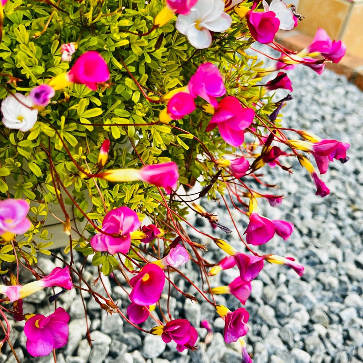 オキザリス 桃の輝き Oxalis 039 Momo N 庭に咲く花season19 のアルバム みんなの趣味の園芸
