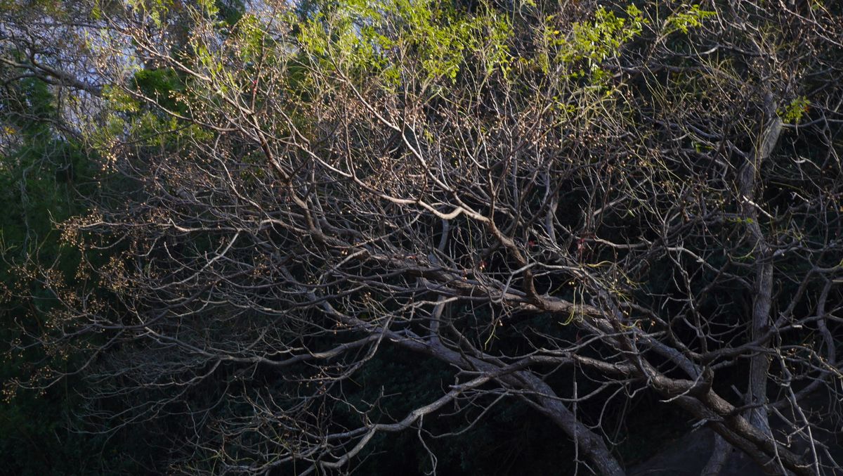 栴檀(センダン) 2022.12.6 撮影 久しぶりに見た冬姿 樹形も綺麗ですね  センダン科セ