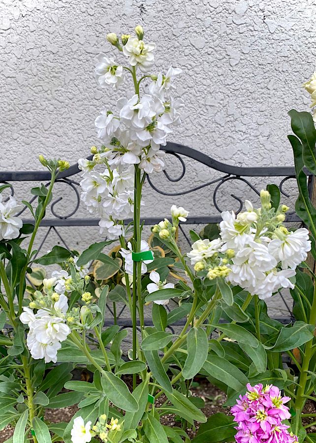 種から育てたストック、ジュノンホワイトです😊 なんか花のボリュームがなくてショボい