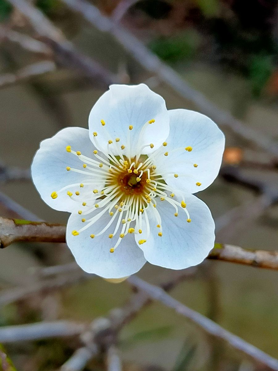 花梅  まだ数える程しか開花していない。 満開が待ち遠しい。