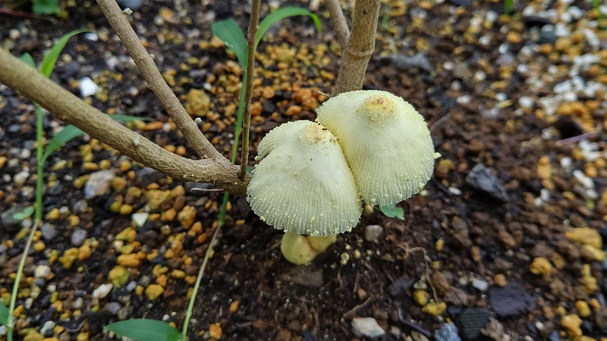 コガネキヌカラカサタケ🍄  たまに、ひょっこり出てる子 1日しか咲かないから、見ると