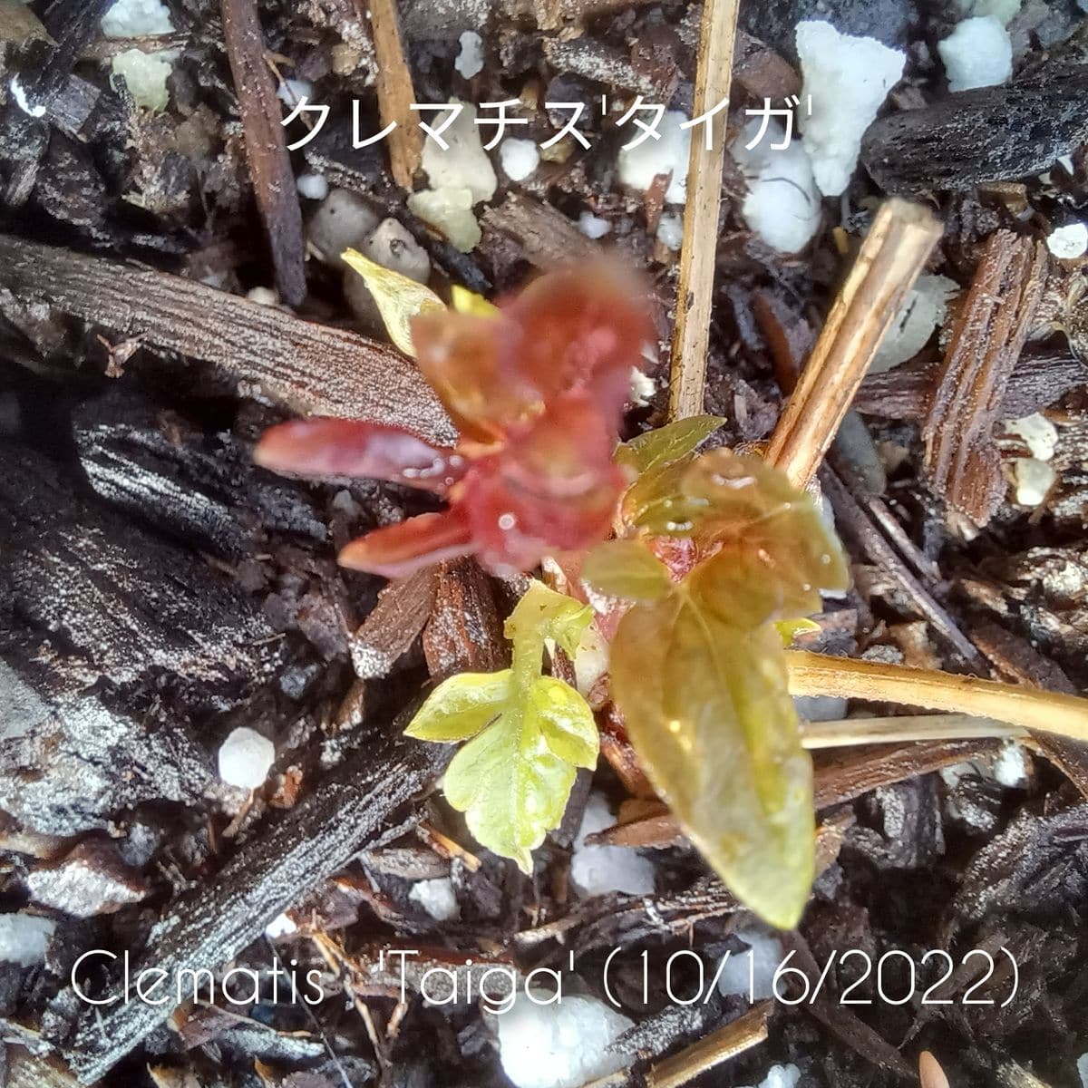 昨年オーダーして植えたクレマチス'タイガ'に新芽が🎶、同時期に植えた'ロウグチ'には