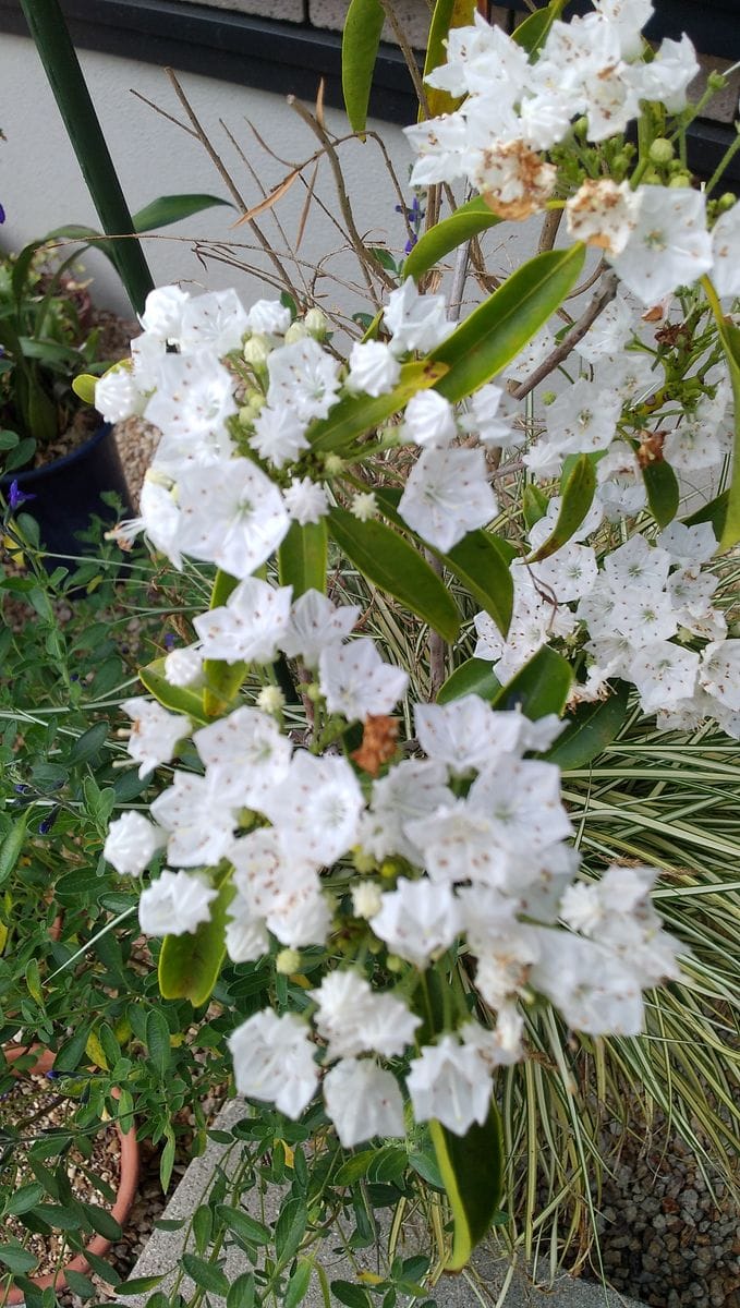 カルミアの写真 by フミチャン 2023.5.23. カルミア。 変わった花ですね。