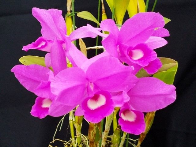 グアリアンセ Gur.skinneri‘Heiti Jacobs’FCC/AOS