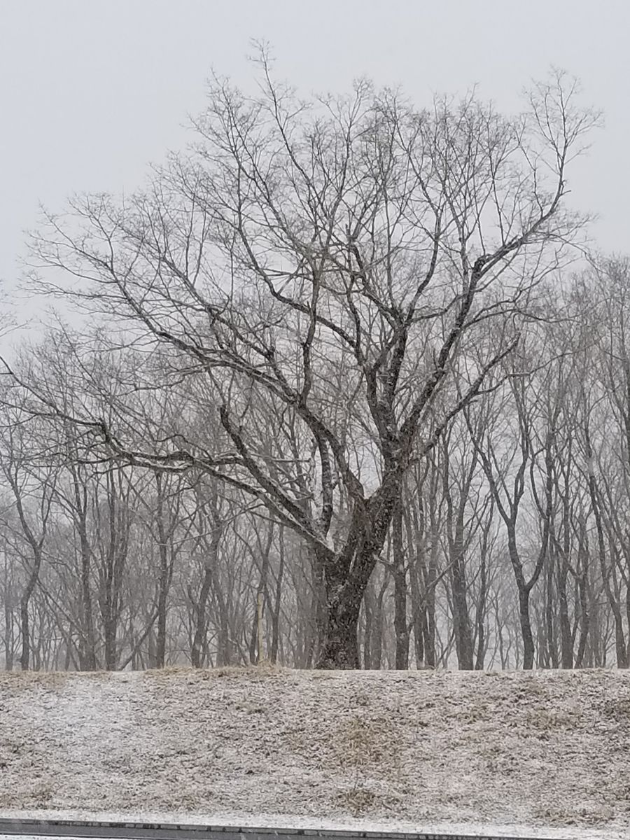 うっすらと雪化粧❄