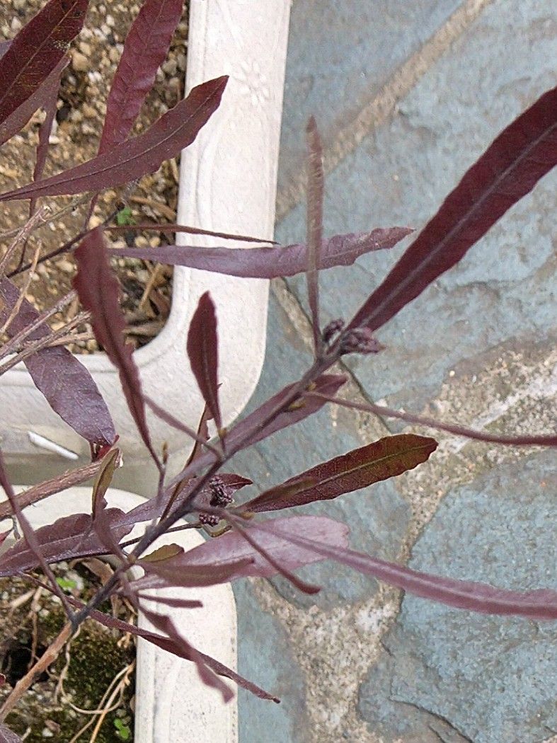 ドドナエアの写真 by シミケン 会社の植栽 ドドナエアの花芽 ちっちゃいので分かりま
