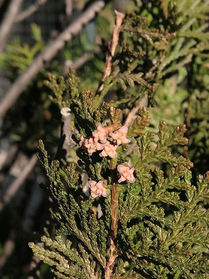 コノテガシワの写真 by シミケン 会社の植栽 コノテガシワの花芽 花芽の時から星のよ