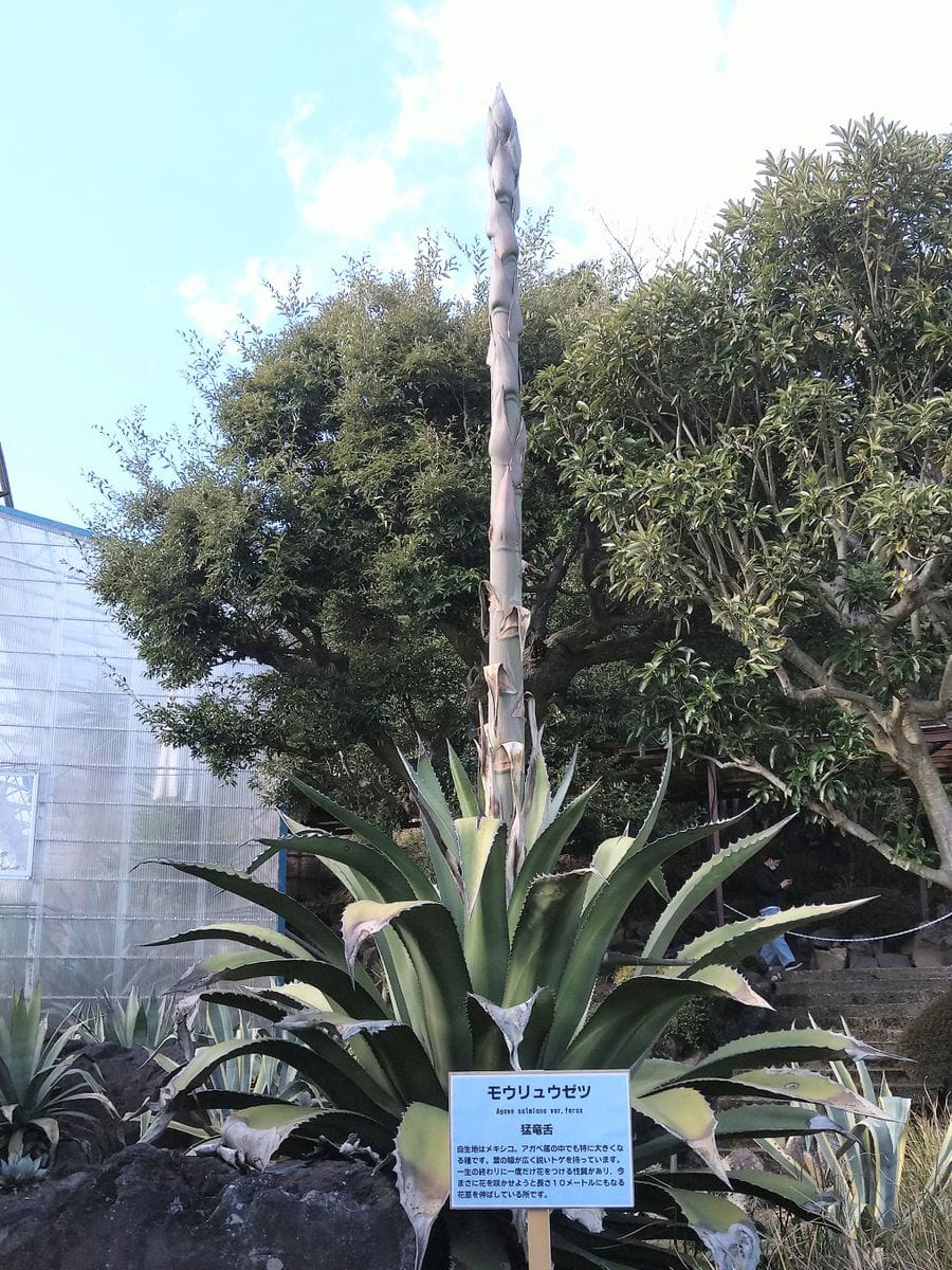 伊豆シャボテン動物公園 私のお目当てはリュウゼツランの花茎 これは猛竜舌 名前から