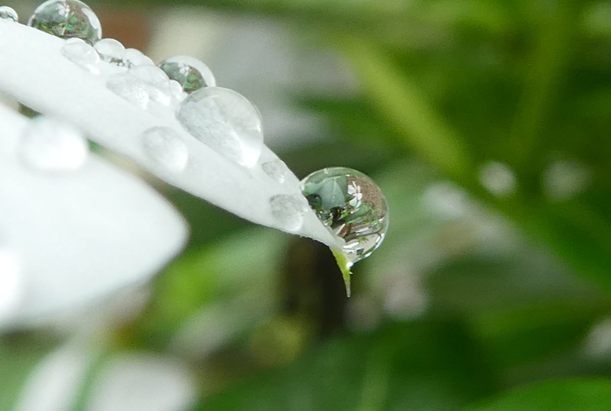 ニチニチソウ（ビンカ）の写真 by hanamaro 雨粒 雨粒にフェアリースターの花が写って