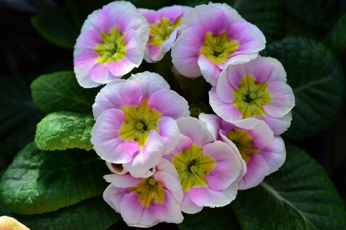 プリムラジュリアン 初恋ピンク 1月に見られる花 花木と植物 のアルバム みんなの趣味の園芸