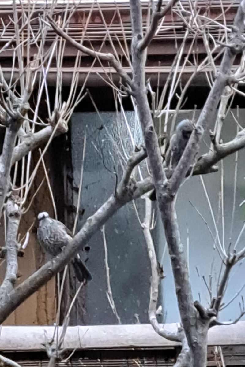 ヤマボウシの写真 by クール らんちゃん ヤマボウシの木にやって来たヒヨドリさんペア