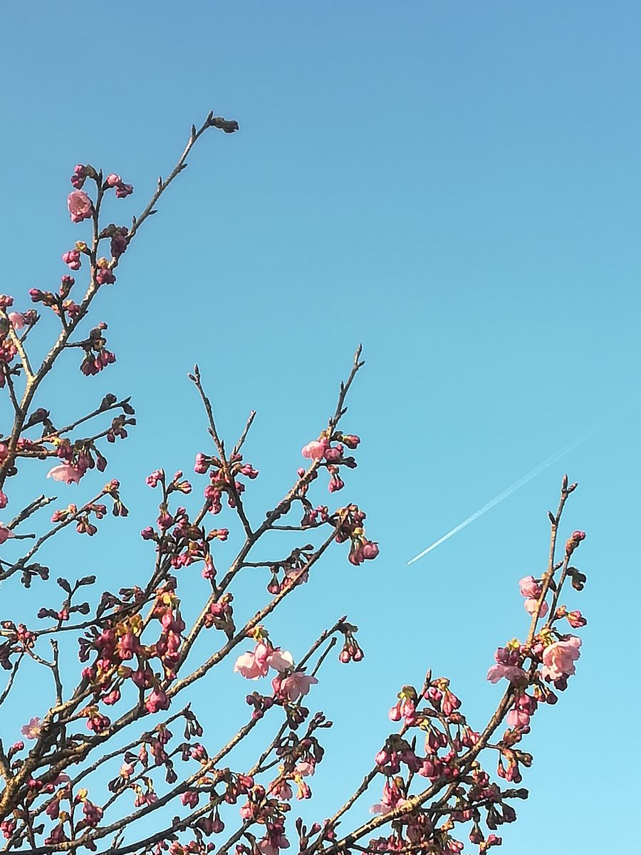 我が家の陽光桜と飛行機雲💕 まだまだ１分咲きです。  満開になる日が楽しみですが、週