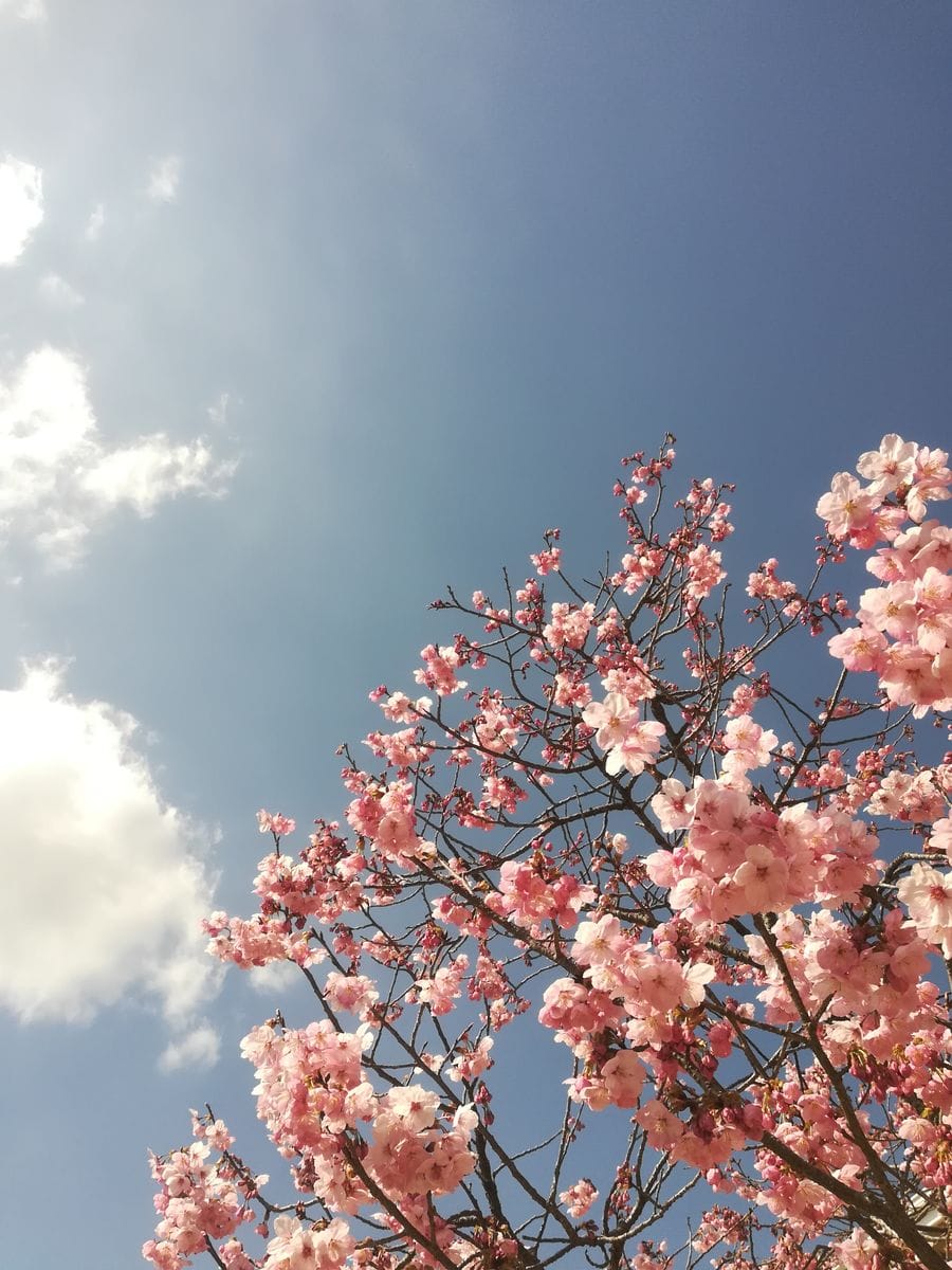 我が家の陽光桜と青空と白い雲🌸