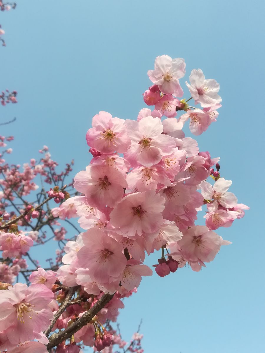 我が家のモリモリ陽光桜と青空💕