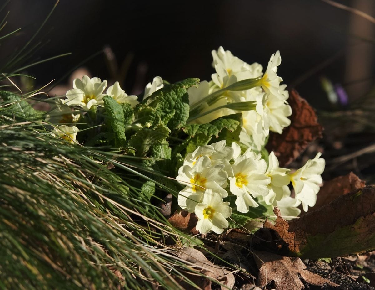 プリムローズ、プリムラ・ヴルガリス Primula vulgaris 暖冬続きで、秋遅くに咲くこと