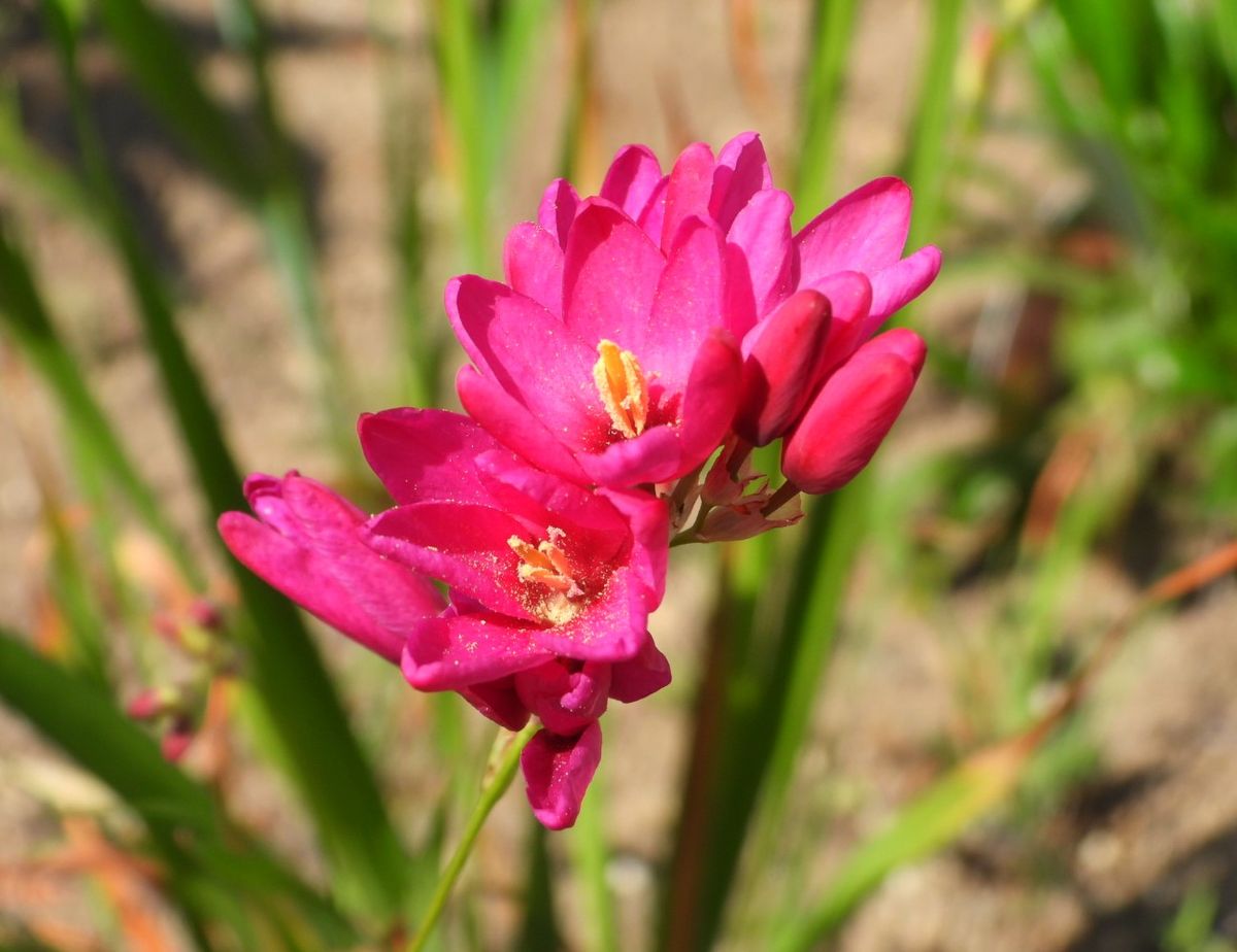 イキシアの写真 by あけマサ 赤花も咲きましたが、少ないです。  5.4