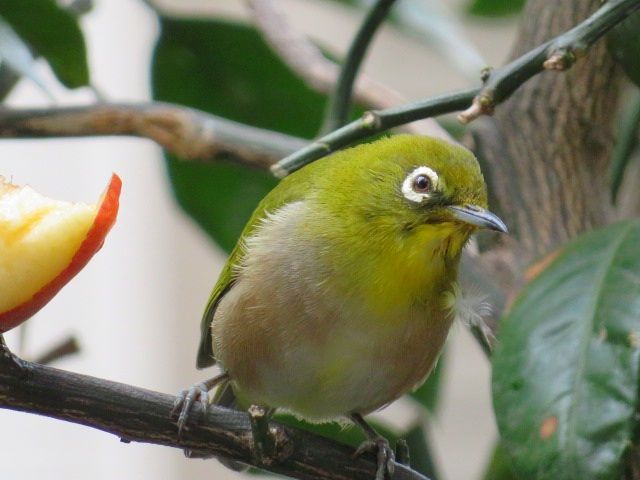 メジロ🐦️♂️。 換羽ですねぇ〰️。 抜けそうな羽があります