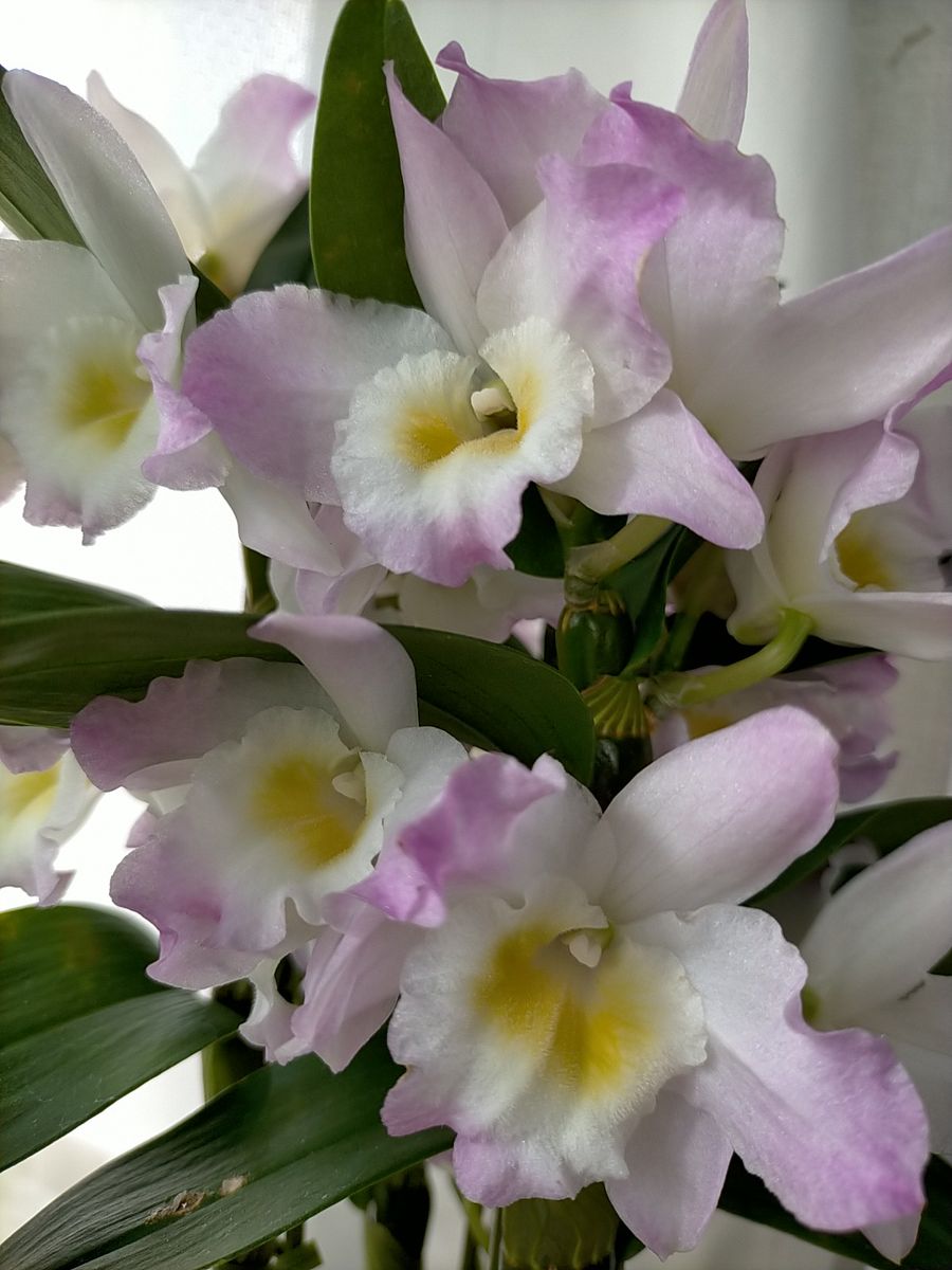 デンドロビウム ファンシーエンジェル リセ 今年お迎えしたばかりです。 丈は短くお花