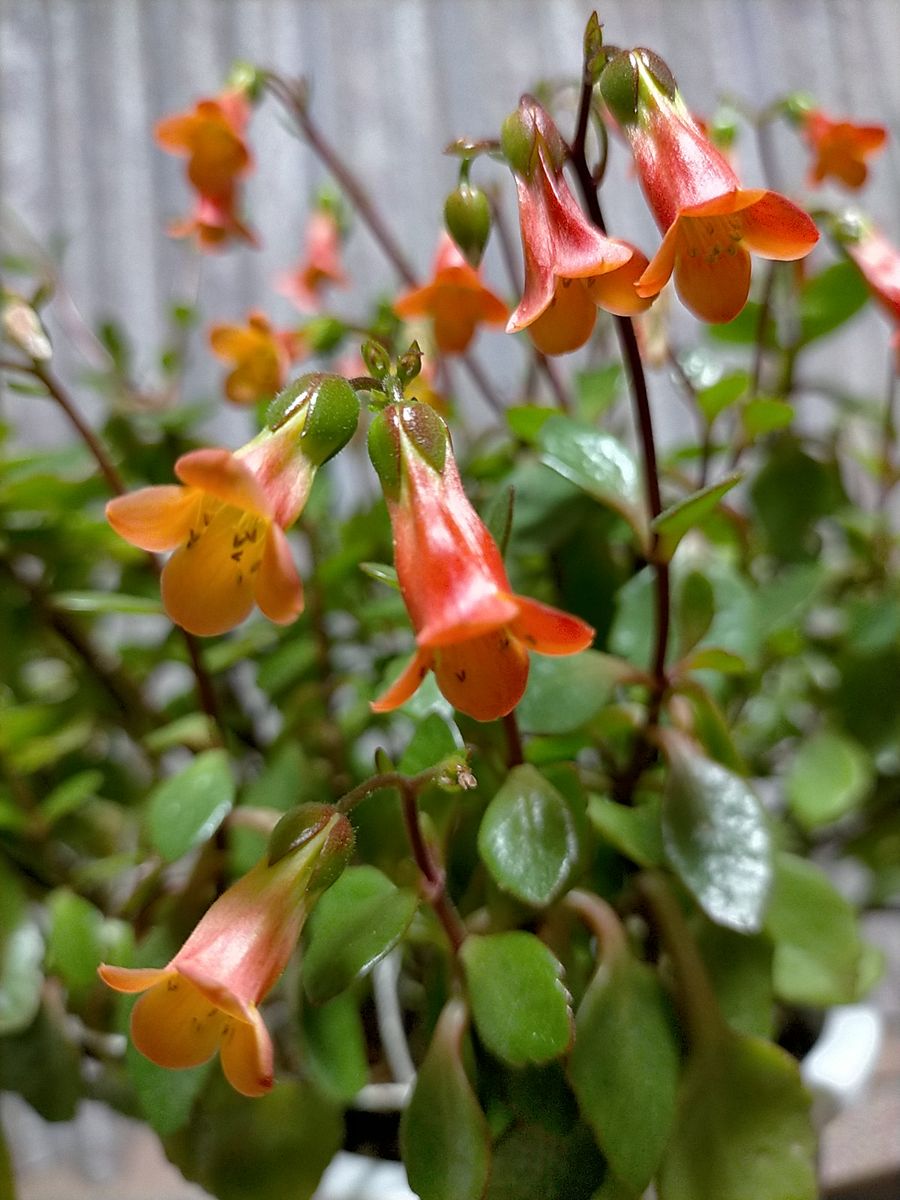カランコエ オレンジハッピーベル カランコエが冬の窓辺を彩ってます。 このお花は、